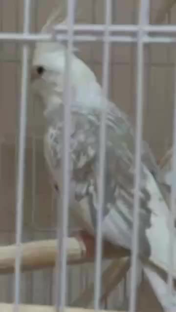 آلبینو دو کت طرح پروانه|پرنده|تهران, جمهوری|دیوار