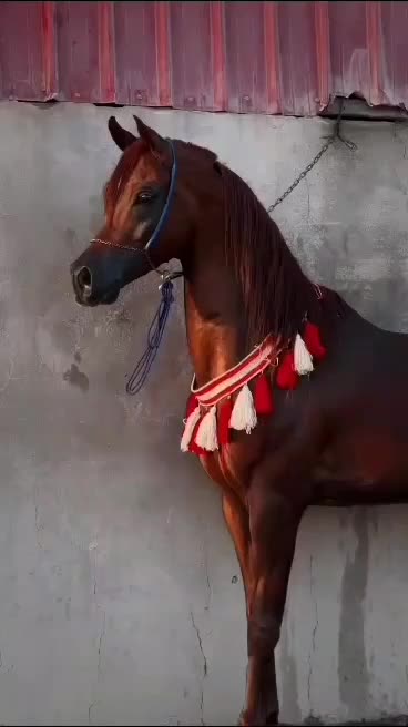 اسب عرب|اسب و تجهیزات اسب‌سواری|تهران, بلوار کشاورز|دیوار