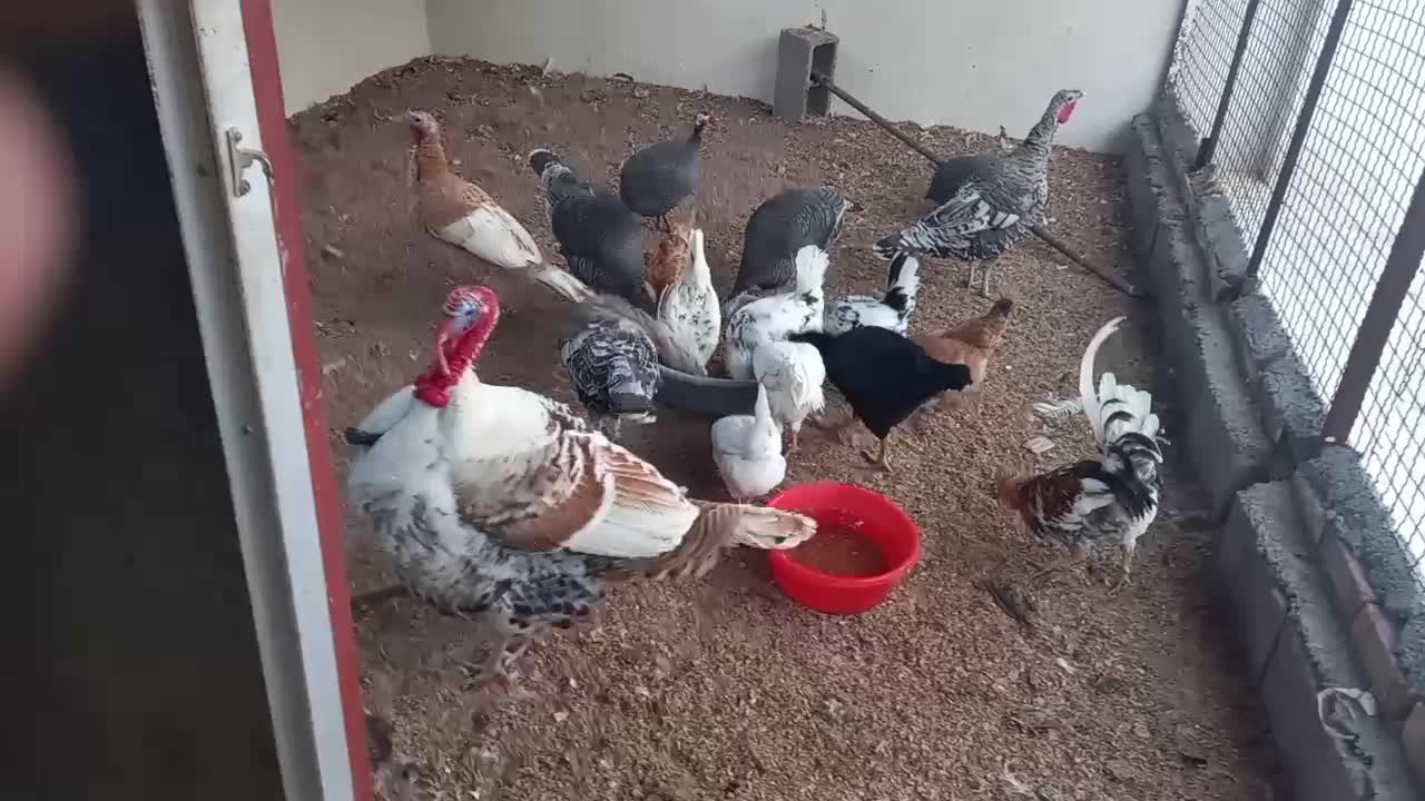 فروش مرغ و خروس گلین و بوقلمون|حیوانات مزرعه|سنندج, |دیوار