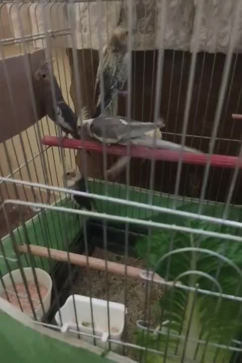 عروس هلندی نر و ماده با ۳ جوجه ۳ ماهه دونه خور|پرنده|تهران, قصر فیروزه ۲|دیوار