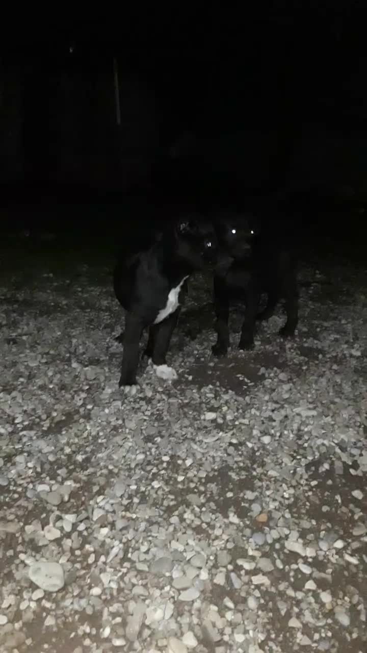 فروش پیتبول نرو ماده اصیل وارداتی|سگ|قائم‌شهر, |دیوار