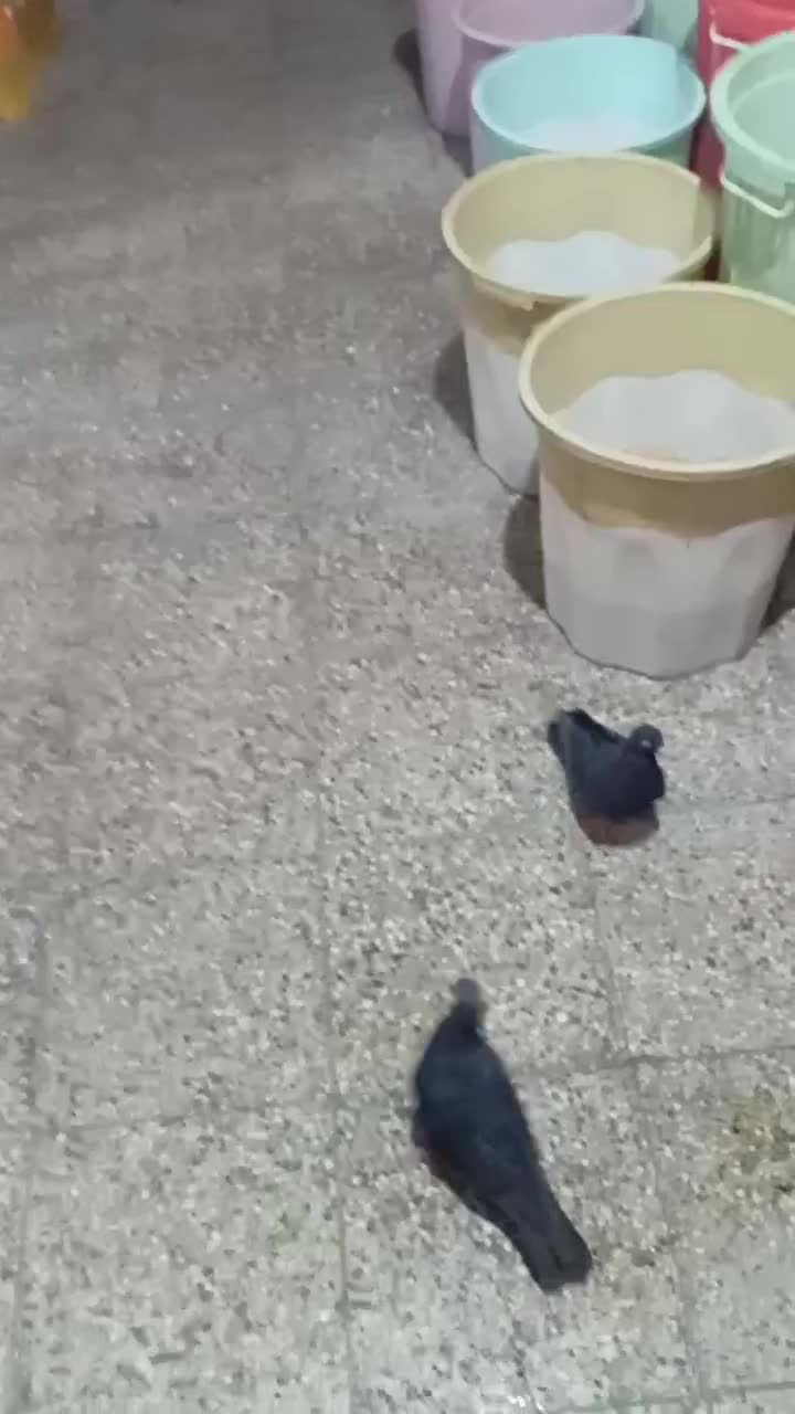 زاغ درجایی با زاغ آبادانی|پرنده|میناب, |دیوار