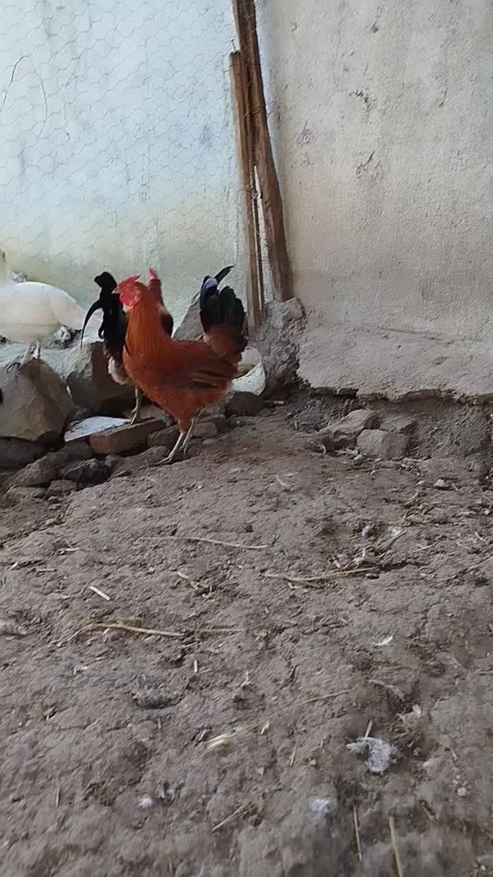 فروش مرغ خروس نیمچه جوجه گلین اصیل|حیوانات مزرعه|اردبیل, |دیوار
