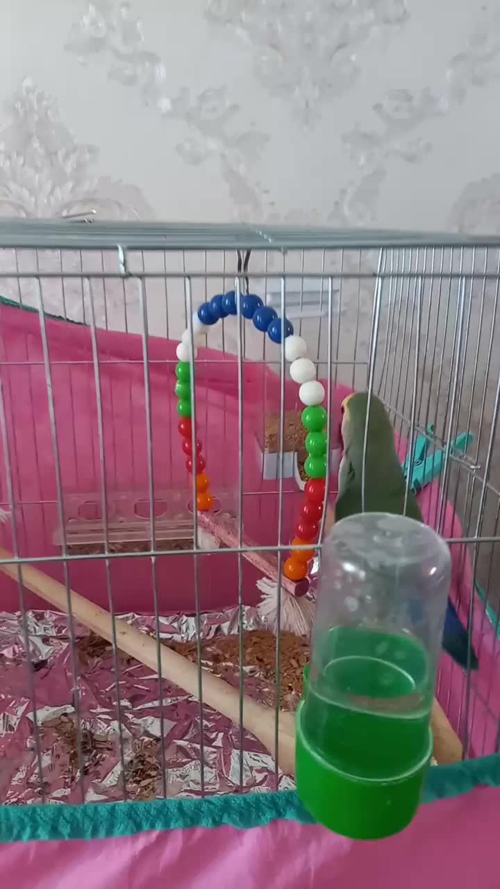 کوتوله برزیلی|پرنده|مهاجران, |دیوار