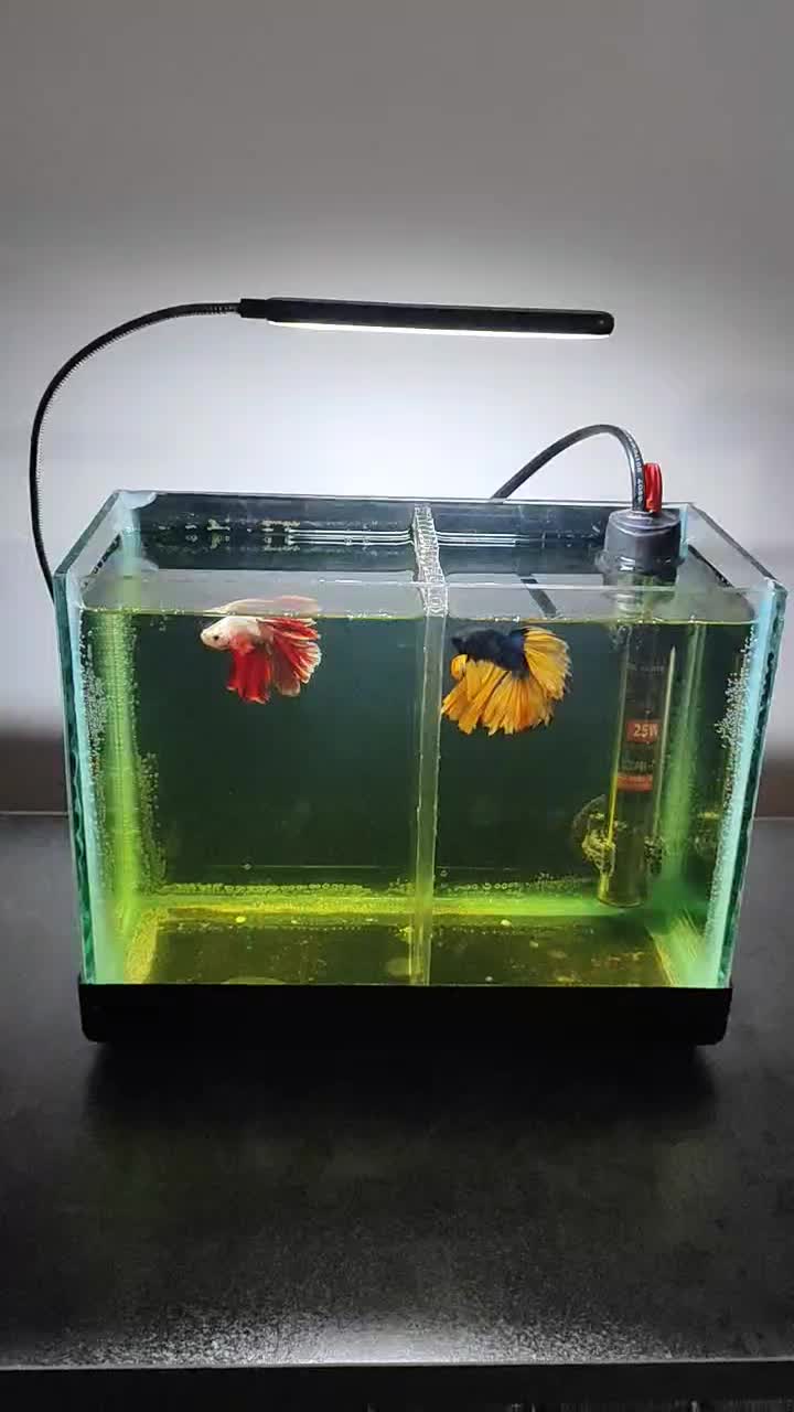 ماهی فایتر نژاد دار مناسب تکثیر|ماهی|سنندج, |دیوار