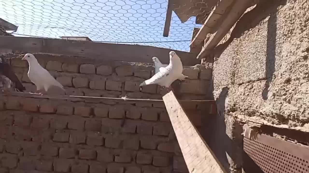 بیست عدد کبوتر تکپر یکجا دونه 200|پرنده|گمیشان, |دیوار