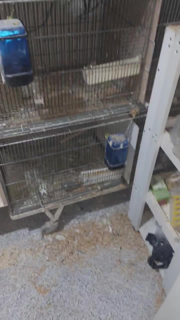 عروس هلندی|پرنده|شهریار, کهنز|دیوار