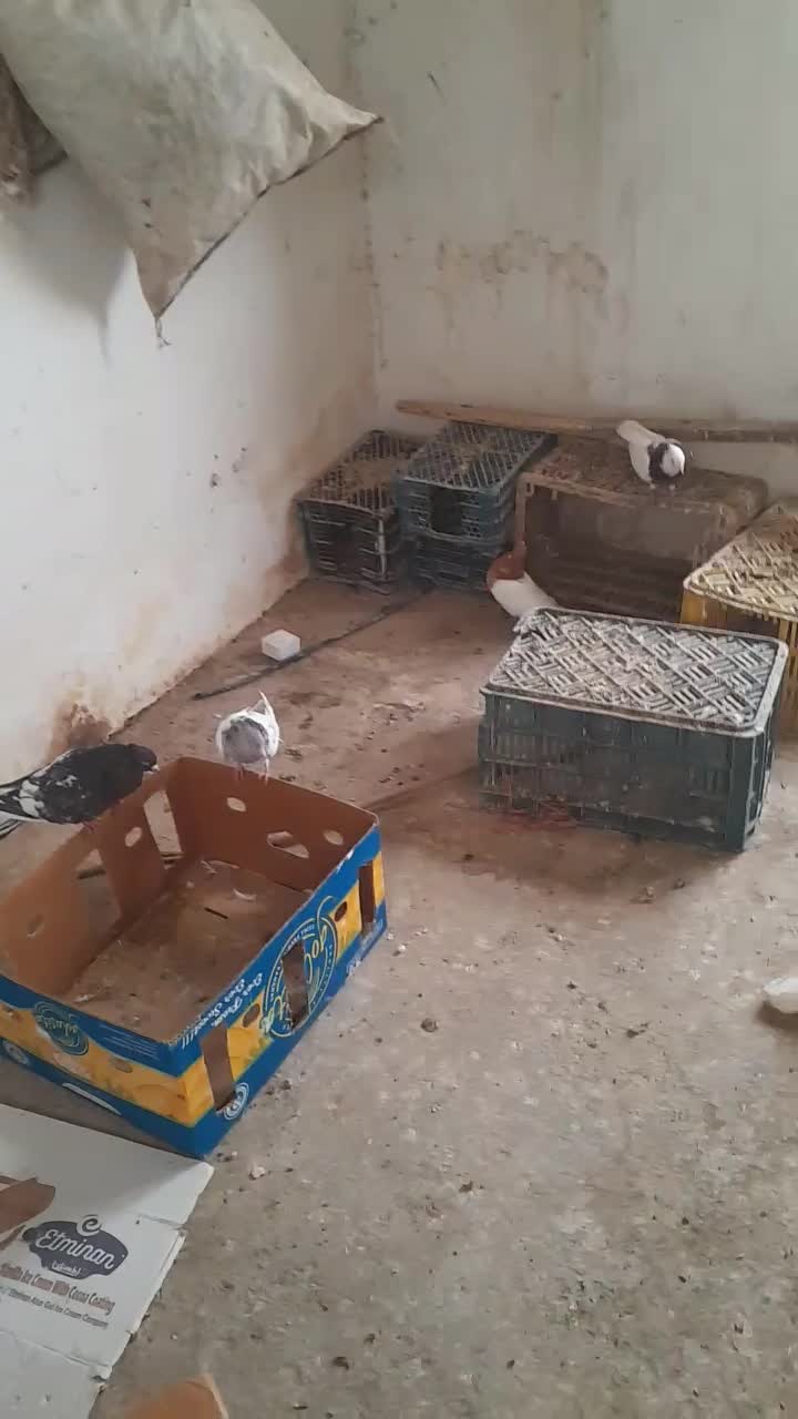 کفتر رنگه المانی بوم کبوتر پرش|پرنده|قلندر آباد, |دیوار