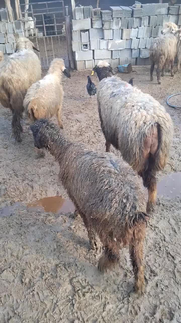 میش|حیوانات مزرعه|وحدتیه, |دیوار