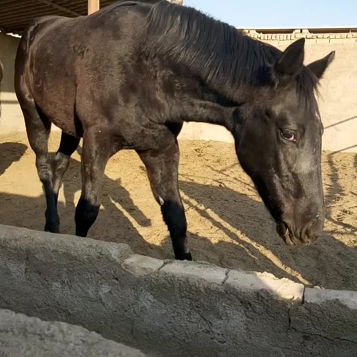 اسب وکره|اسب و تجهیزات اسب‌سواری|کردکوی, |دیوار