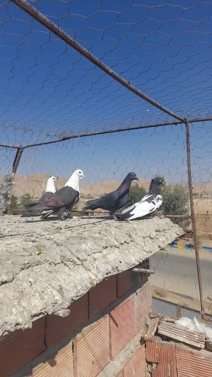 ۴ عدد کبوتر خوشگل|پرنده|یزدان شهر, |دیوار