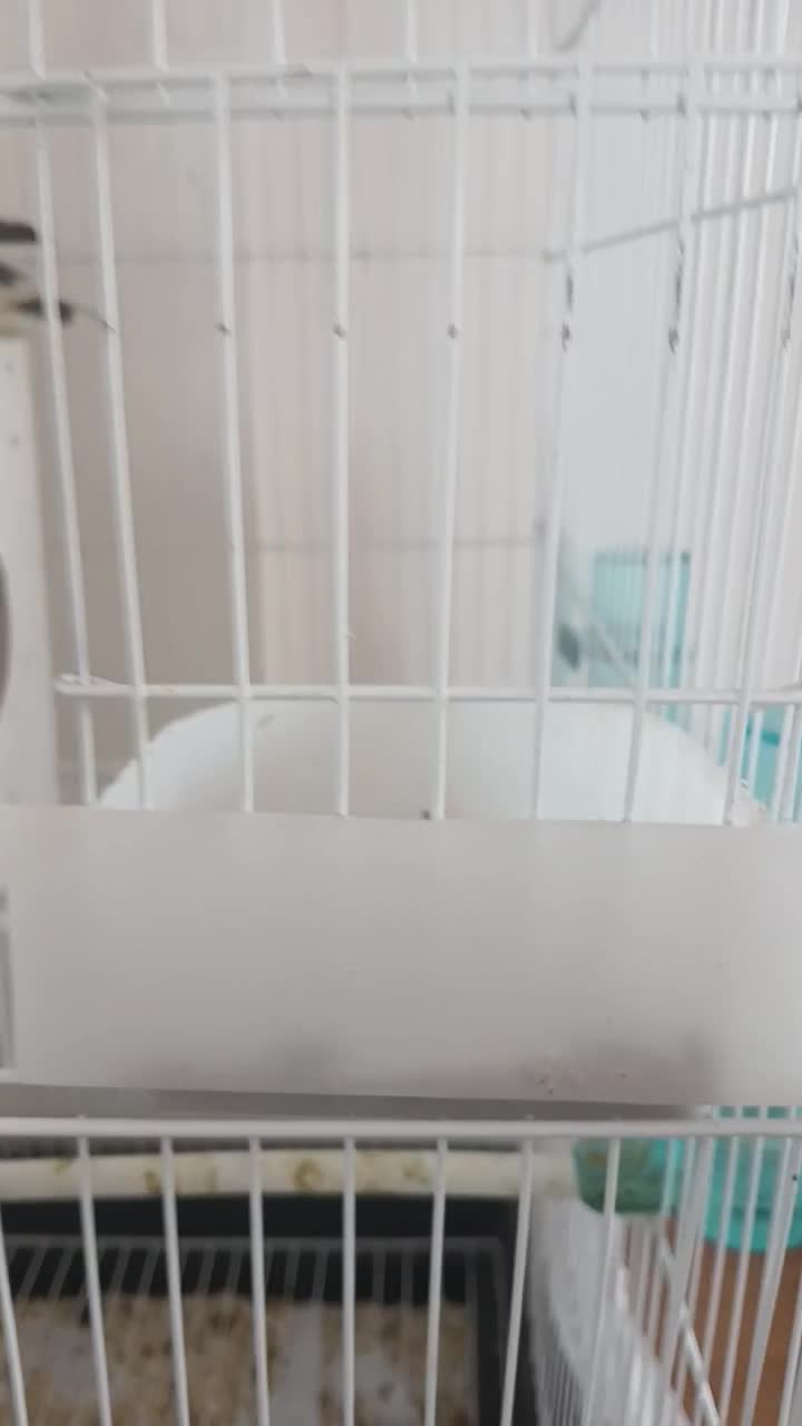 عروس هلندی به همراه ۴ تا تخم|پرنده|اسفراین, |دیوار