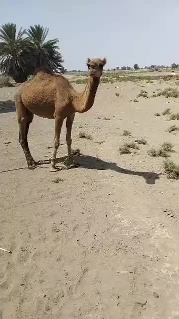 فروش یک نفر شتر|حیوانات مزرعه|قلعه گنج, |دیوار