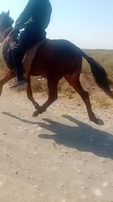 اسب نریون|اسب و تجهیزات اسب‌سواری|فیروزه, |دیوار