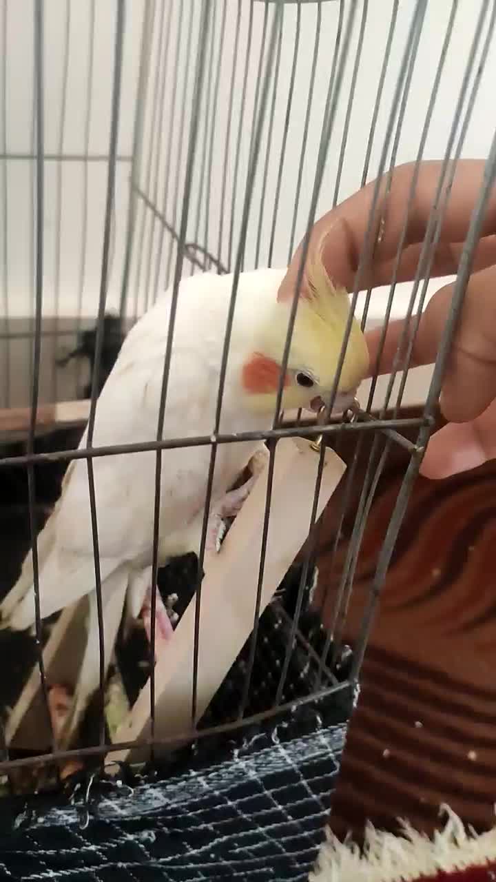 عروس هلندی کاملا دستی و آواز خوان|پرنده|مینودشت, |دیوار