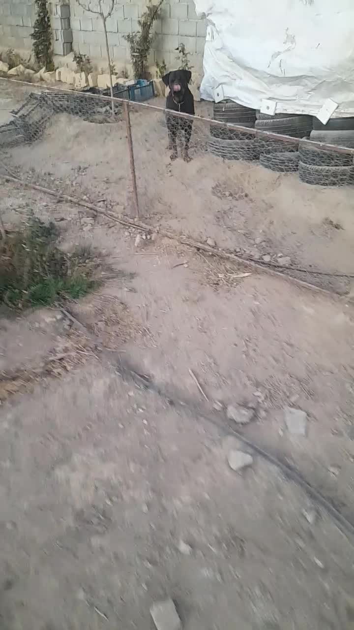 سگ روتوایلر ماده با خط خونی بالا|سگ|نیشابور, دهنو لکزی|دیوار