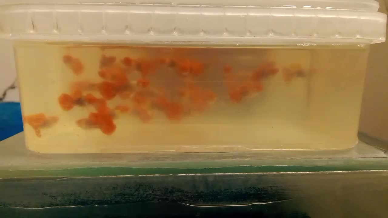 گوپی کینک کوی|ماهی|تهران, زعفرانیه|دیوار