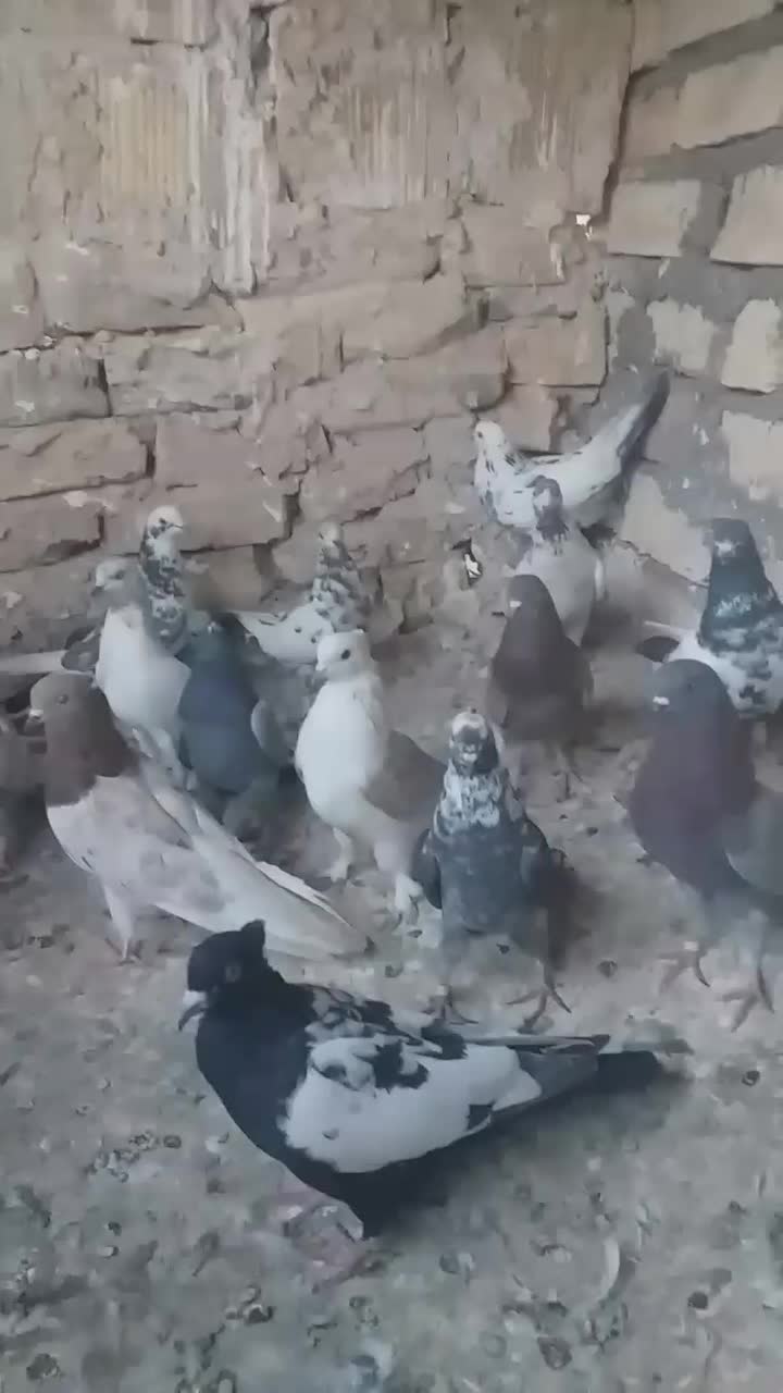 کفتر پرشی|پرنده|قم, حاج زینل|دیوار