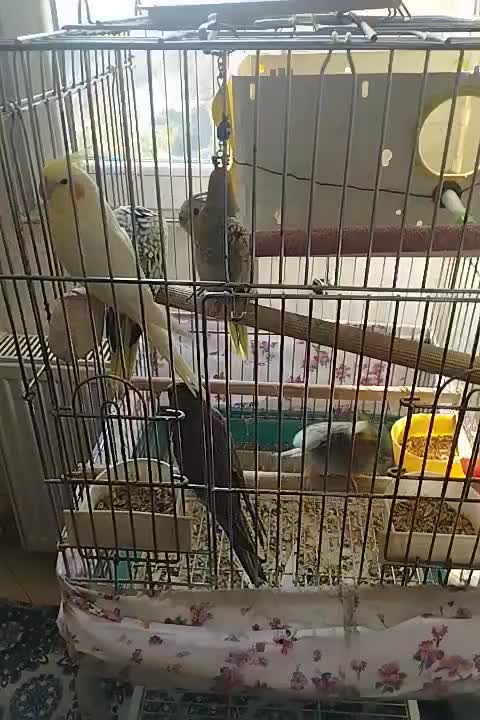 یه جفت عروس هلندی با سه عدد جوجه با تمام لوازم|پرنده|شهریار, شهرک شاهد|دیوار