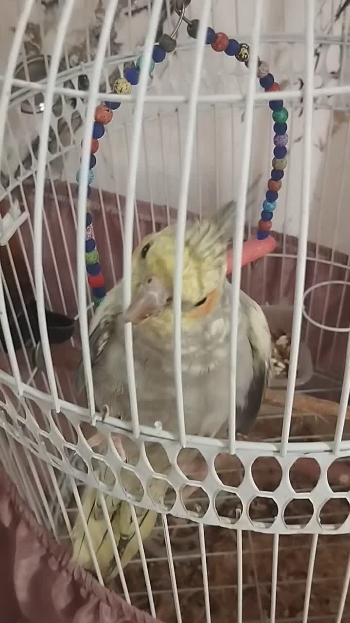 طوطی عروس|پرنده|تهران, دولاب|دیوار