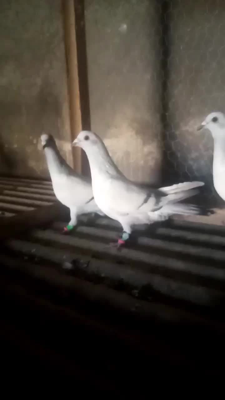 نرماده سبز شامی|پرنده|تربت‌حیدریه, حاجی یار‎|دیوار