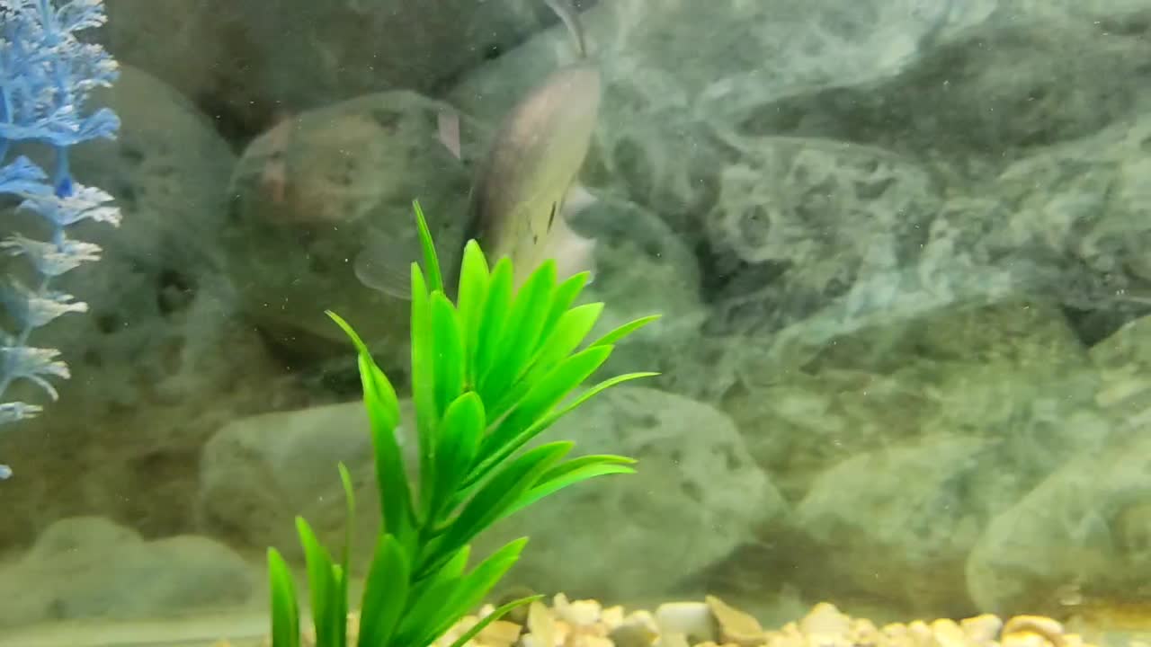 جفت چاقو ماهی نروماده معاوضه دارم با ماهی|ماهی|کاشمر, |دیوار