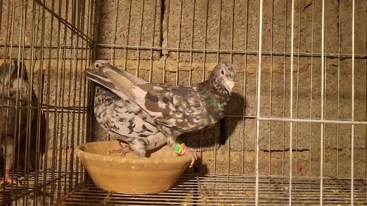 نروماده|پرنده|نسیمشهر, |دیوار