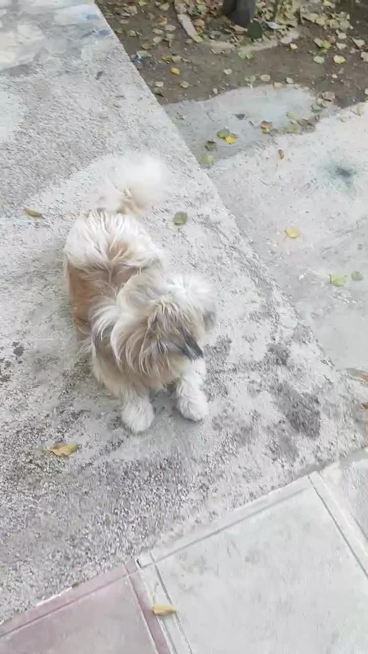 سگ شیتزو تریرـنریکساله|سگ|خرم‌آباد, |دیوار