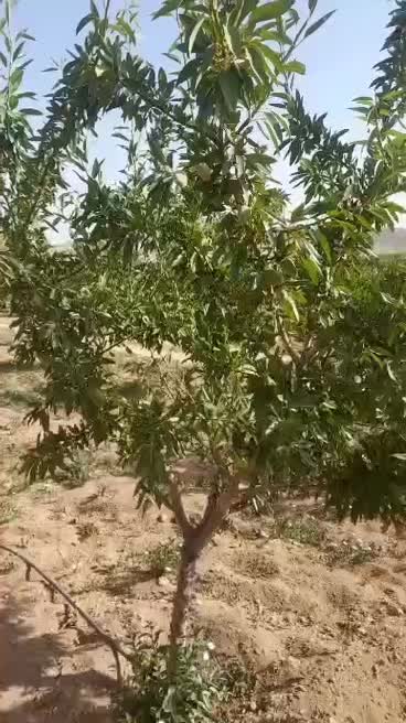 خدمات کشاورزی و باغداری نوین با تضمین بازدهی|خدمات باغبانی و درختکاری|اصفهان, چرخاب|دیوار