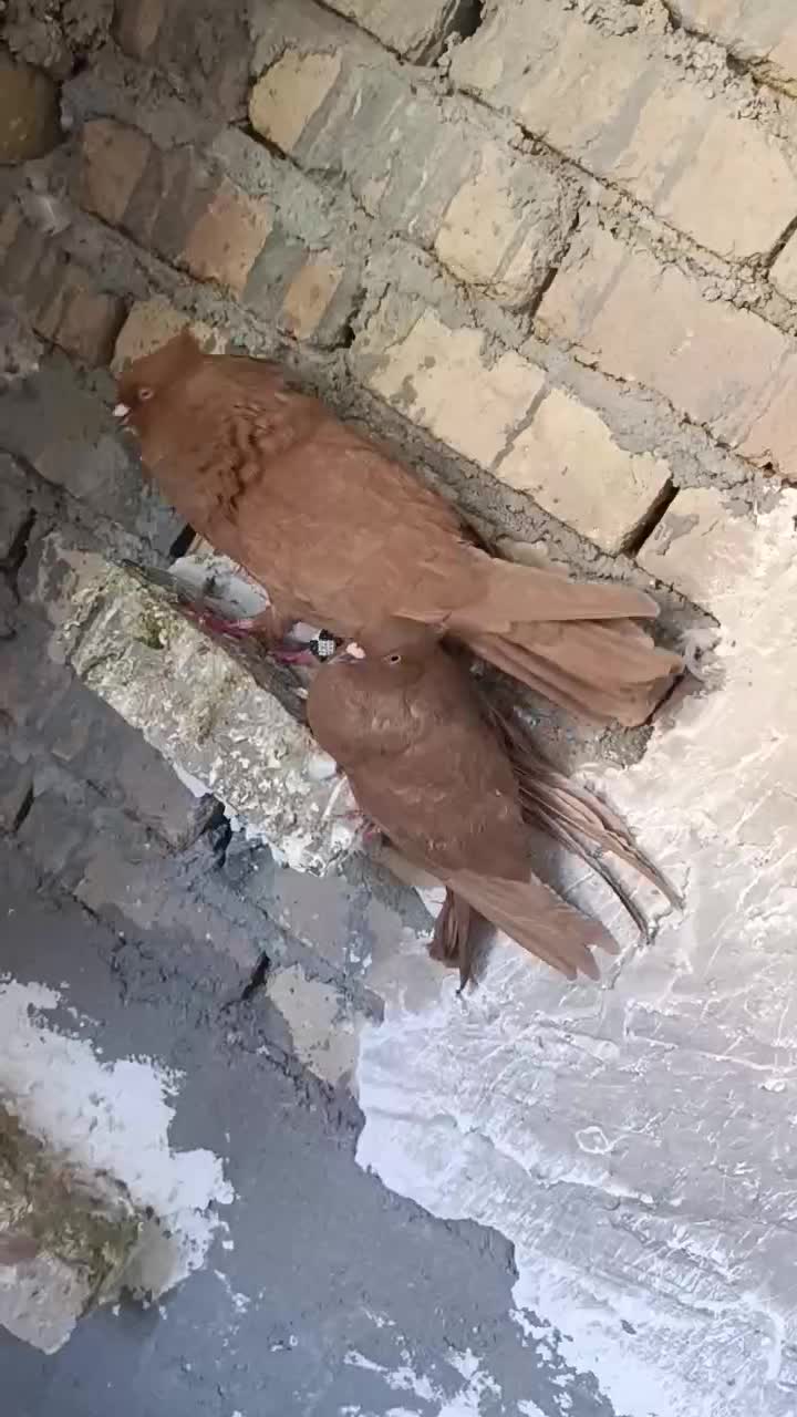 زرد و شو زرد درجه یک|پرنده|بیرانوند, |دیوار