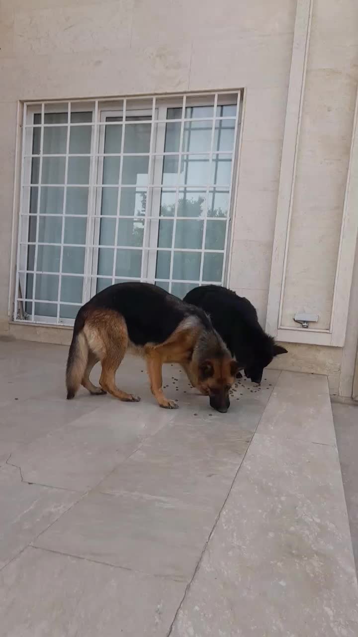 جفت گیری|سگ|ارومیه, |دیوار