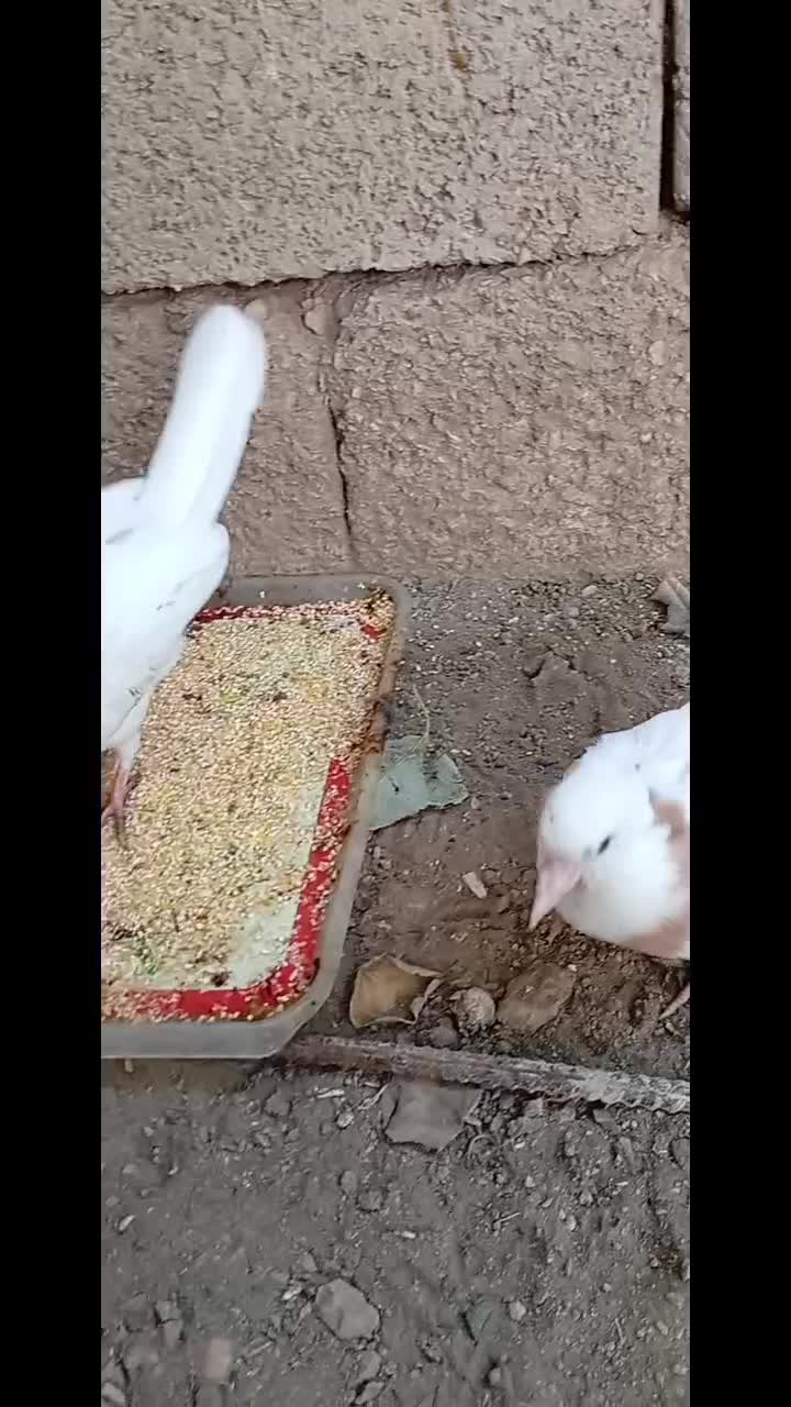 جفت جوجه توقی معاوزه با جفت کبوتر سفید اراکی|پرنده|شادگان, |دیوار