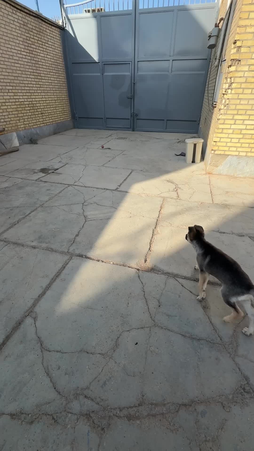 توله 3 ماه ژرمن|سگ|برخوار, |دیوار