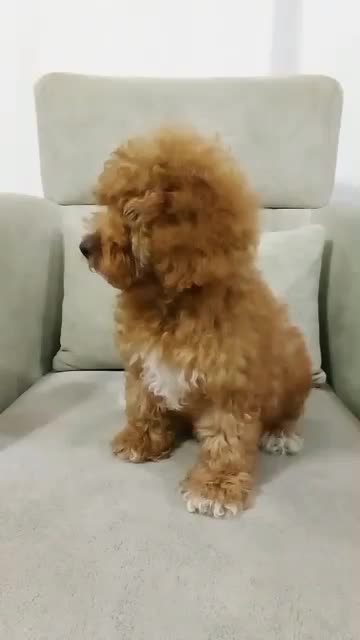 پودل ماده 6ماهه|سگ|گلوگاه, |دیوار