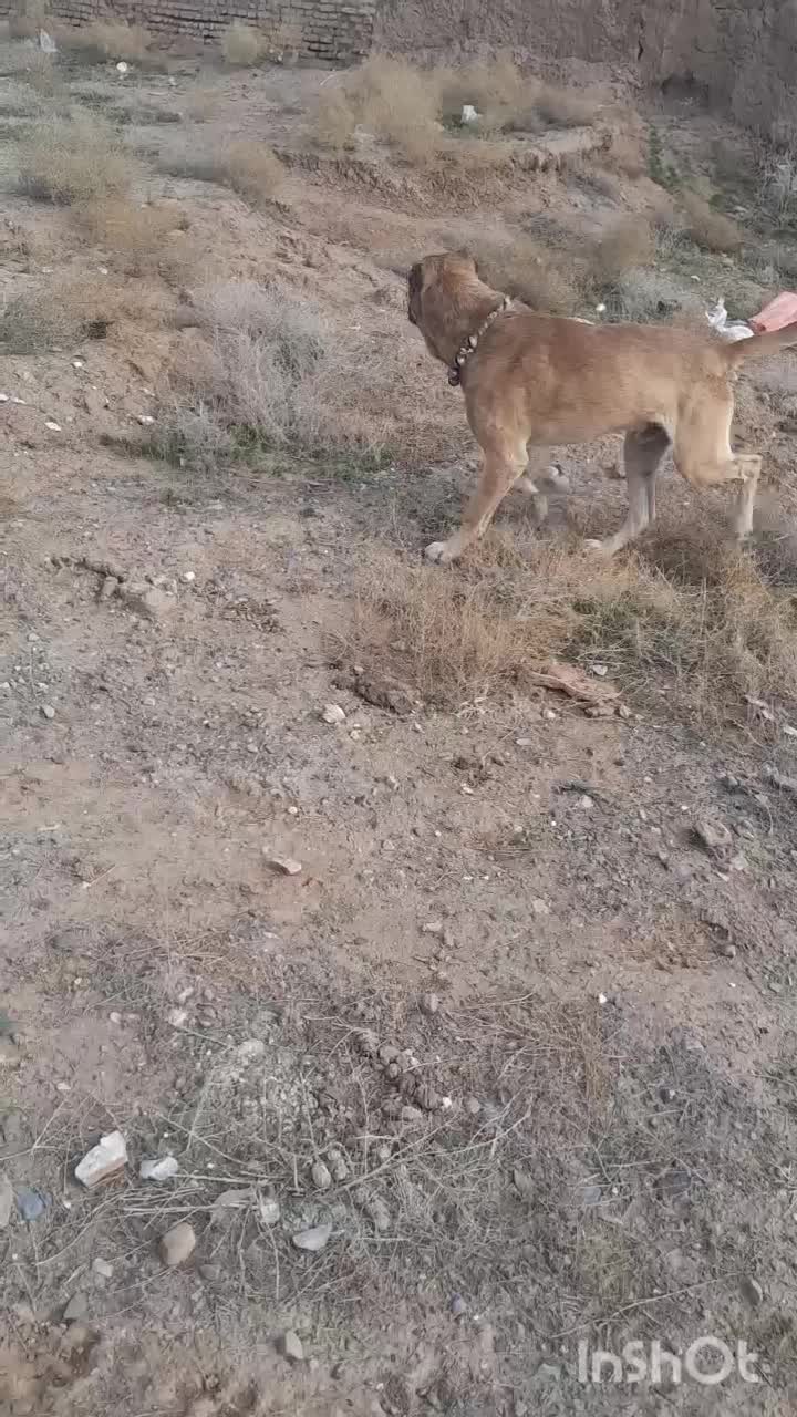 واگذاری|سگ|تربت جام, جامرود|دیوار