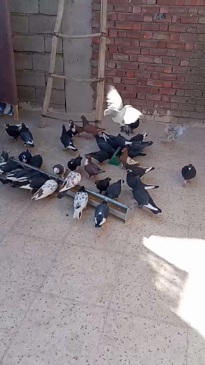 ۷یا۹جفت پلنگ چندجفت کلاغ یک جفت سینیهمه باهم|پرنده|بردسیر, |دیوار