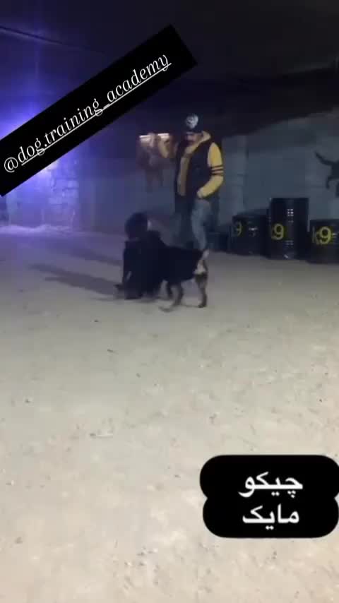 روتوایلر نر|سگ|رفسنجان, |دیوار