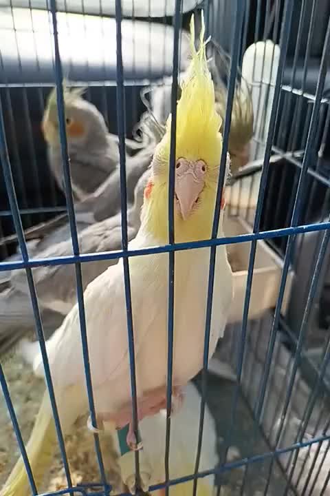 عروس هلندی سرحال|پرنده|شاهدشهر, |دیوار