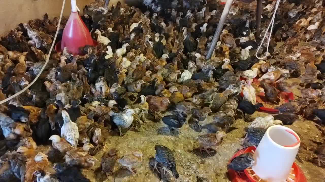 جوجه گلپایگانی|حیوانات مزرعه|ممقان, |دیوار