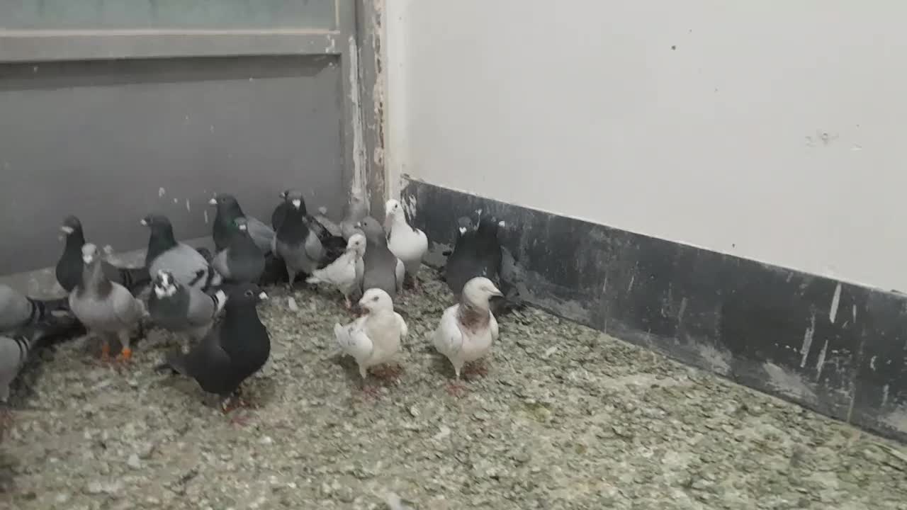 ۳۰ عدد حیون یک دنده|پرنده|تربت‌حیدریه, مسجد جامع|دیوار