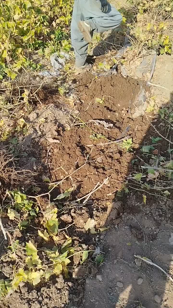 فروش نهال انگور تضمینی با مشاوره رایگان|خدمات باغبانی و درختکاری|رامند, |دیوار