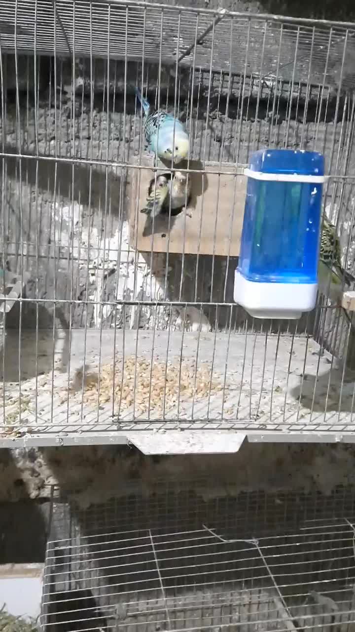 کوتوله ، مرغ عشق انگلیسی|پرنده|همدان, |دیوار