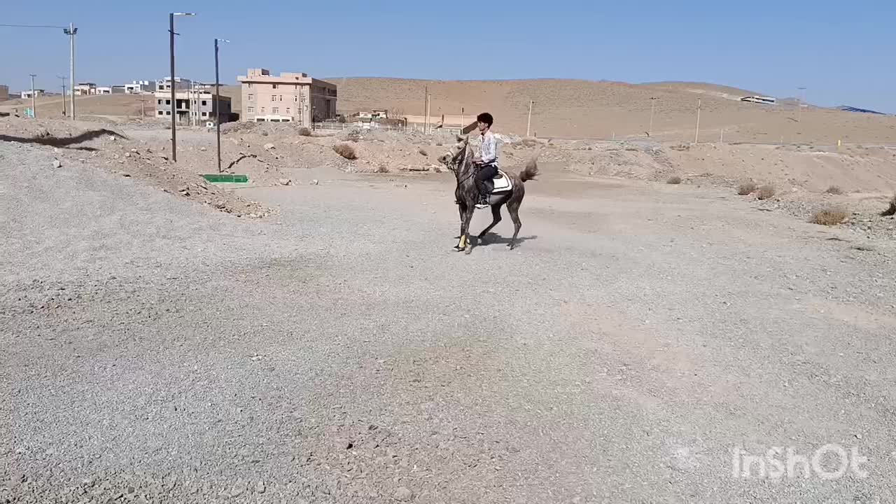 کره مادیان|اسب و تجهیزات اسب‌سواری|بن, |دیوار