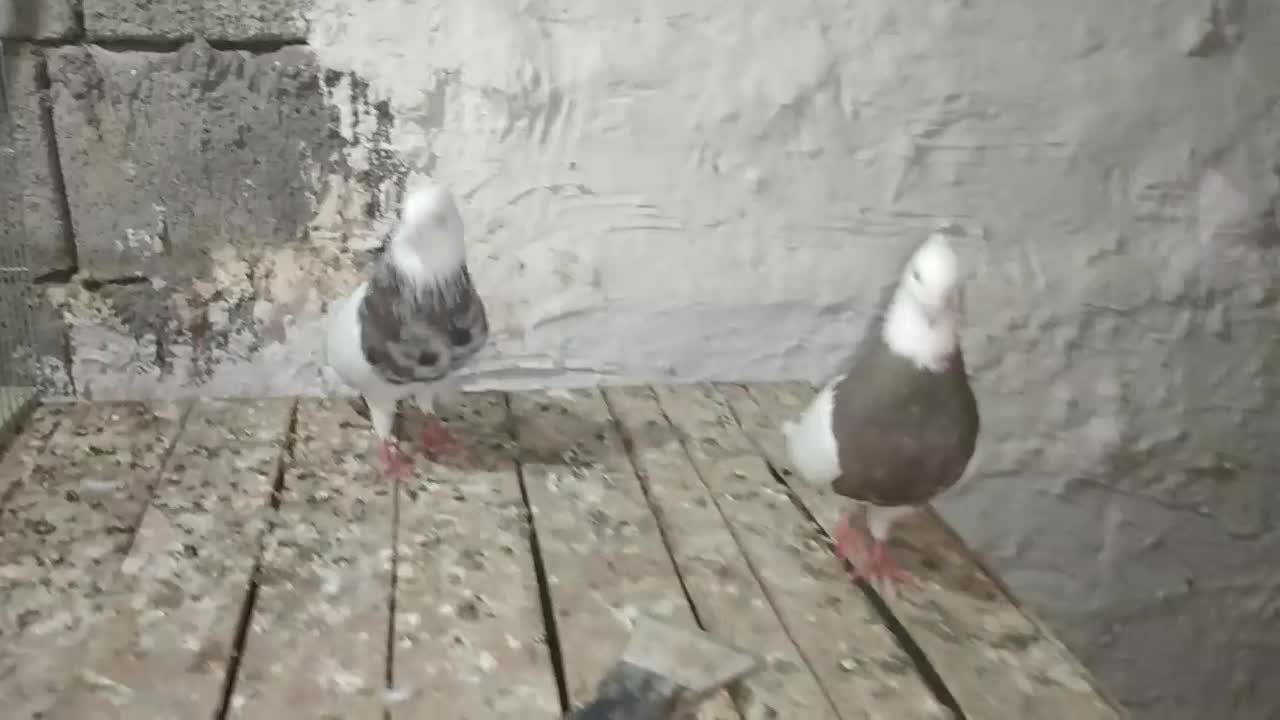 طوقی دره شهر|پرنده|دره شهر, |دیوار