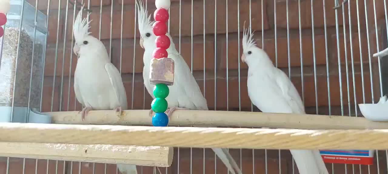 سه تا عروس هلندی آلبینو|پرنده|لواسان, |دیوار