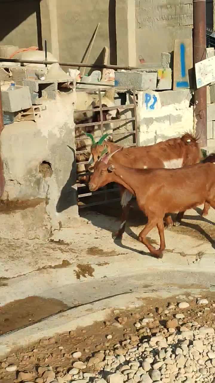 بز زاییده|حیوانات مزرعه|بهبهان, |دیوار