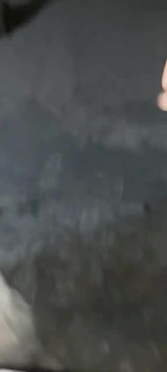 سگ شیتزو|سگ|پاکدشت, پاکدشت (مامازند)|دیوار