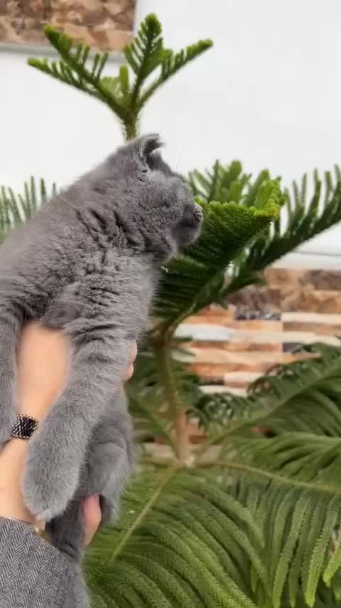 گربه اسکاتیش دبل فولد|گربه|نوشهر, |دیوار