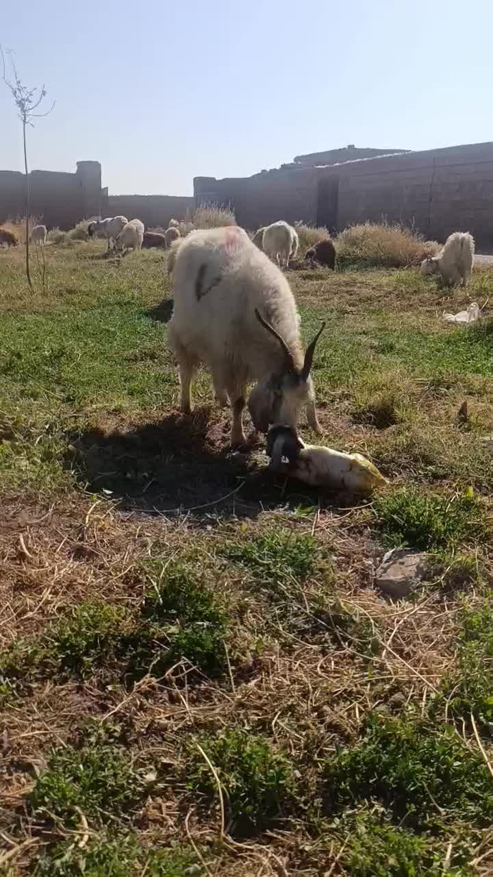 بز کره بز اوست سنگین|حیوانات مزرعه|کرمان, |دیوار