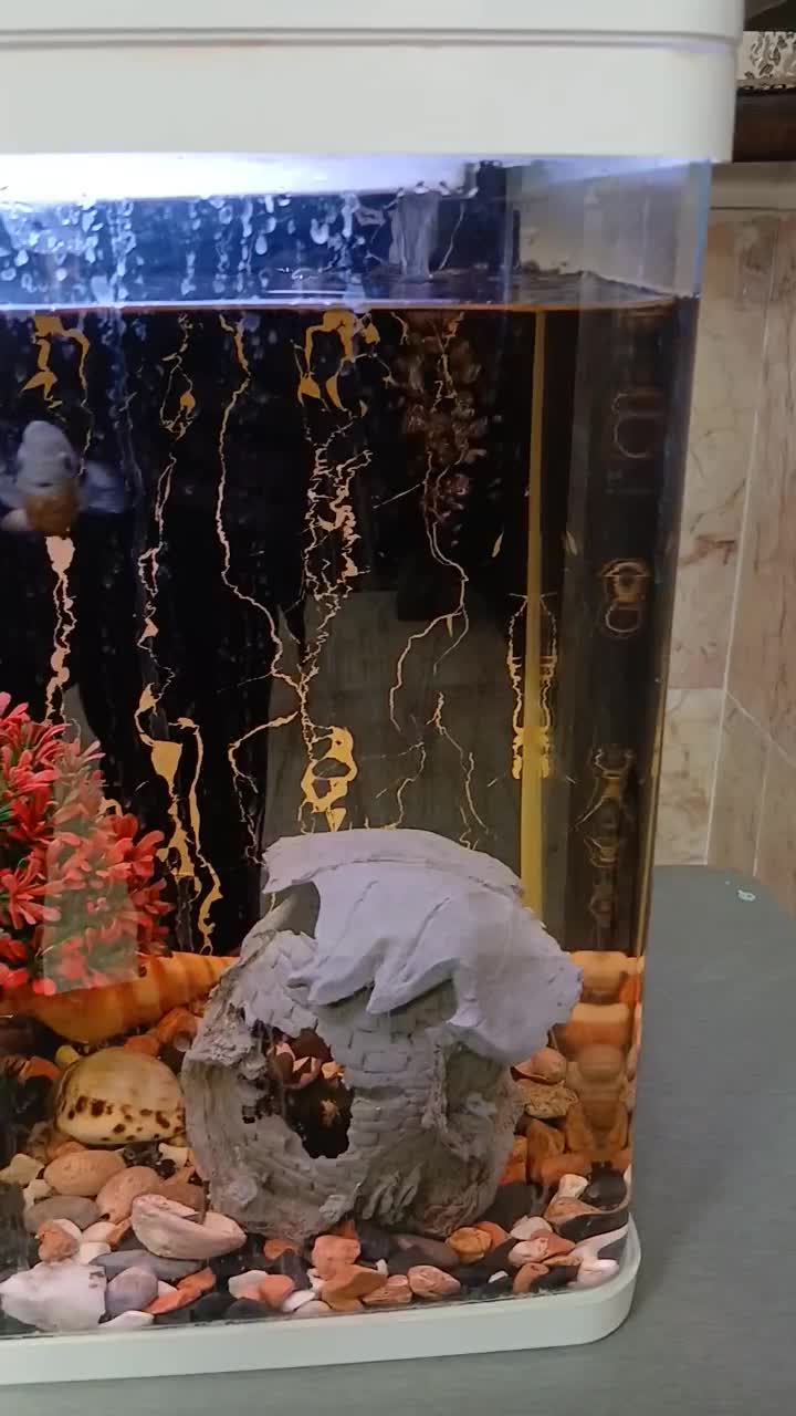 آکواریوم بهمراه ماهی و تمامی امکانات لازم|ماهی|فیروزکوه, |دیوار